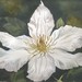 White_celmatis_8x10_2006_square