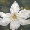 White_celmatis_8x10_2006_thumb