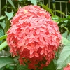 Dsc00825_thumb