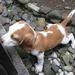 Beagle_square