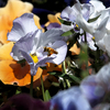 Single_white_edited-13_thumb