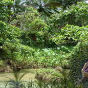 988-tropical_jungle_and_its_king_card
