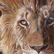 A-lion-face-11x14-0509_card