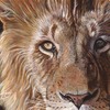 A-lion-face-11x14-0509_thumb