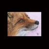 Aceo-fox-06_thumb