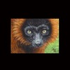 Aceo-lemur-05_thumb