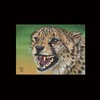 Aceo-cheetah-10_thumb