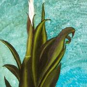 Bromelia1_card
