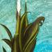 Bromelia1_square