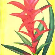 Bromélia2_card