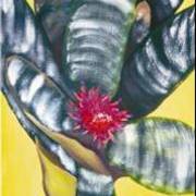Bromelia_2_card