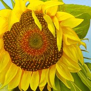 Sunflower2_card