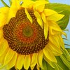 Sunflower2_thumb
