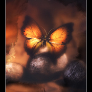 Butterfly_card