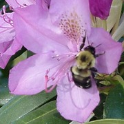 Bee_card