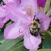 Bee_thumb