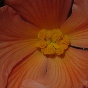 Sunrise_card