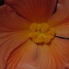 Sunrise_thumb