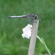 Draganfly_card