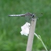 Draganfly_thumb