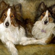 Ca_for_website__shelties___chelson_card