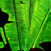 Banana_leaves_square