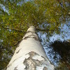 Three_thumb