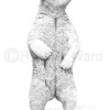 Polarbear_thumb