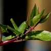 Grasshooper2_thumb