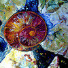 Shell_thumb