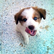 Chien_card