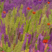 788_poppies7_alexandr_alexandrow_little_lab3_card