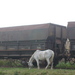 Stp60897_square