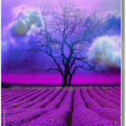 Lavender_field__card