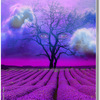 Lavender_field__thumb