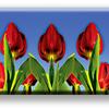 Red_tulips_thumb