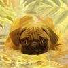 796_mops_alexandr_alexandrow_little_lab_thumb
