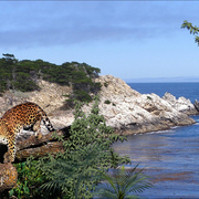 994-gabon_seashore_card