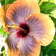 John_flower_8_card