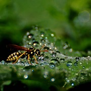 Dsc_0062wasp_card