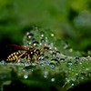 Dsc_0062wasp_thumb