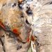 799_elefant_alexandr_alexandrow_little_lab_square
