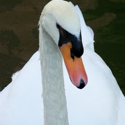100_6456_card