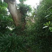 Garden_card