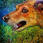 Timmy-the-wonder-dog_card