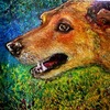 Timmy-the-wonder-dog_thumb