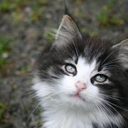 Cat_card