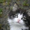 Cat_thumb