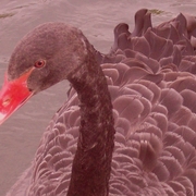 Schwarzer_schwan__08_card
