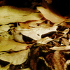 2p1010065_thumb